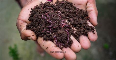 Seeds Popping Out of Soil When 476,000 Worms Fertilize