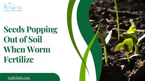 Seeds Popping Out of Soil When Worm Fertilize: 6000+ Seeds in Just 1 Acre