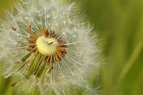 Seeds for Enchanted Landscapes