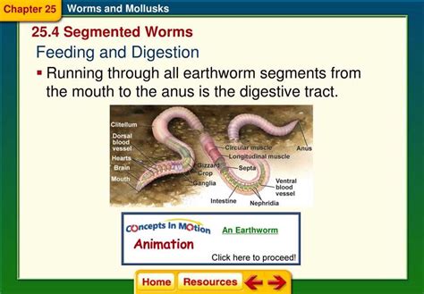 Segmented Worms Anatomy Answers Reader