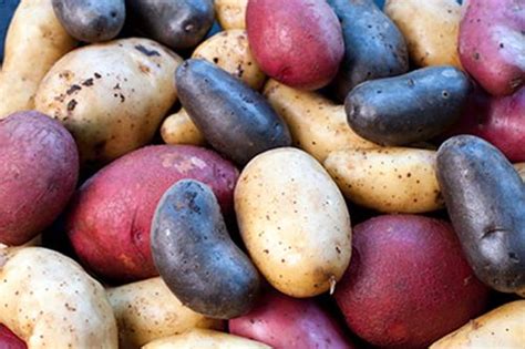 Select the perfect potato: