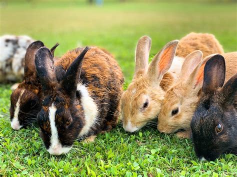 Selecting the Right Rabbit for You