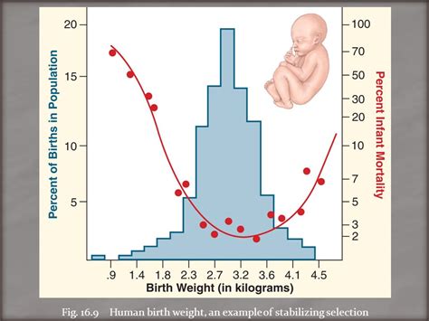 Selection For Human Birth Weight Answers Sheet Kindle Editon