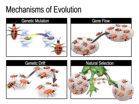 Selection The Mechanism of Evolution 1st Edition Epub