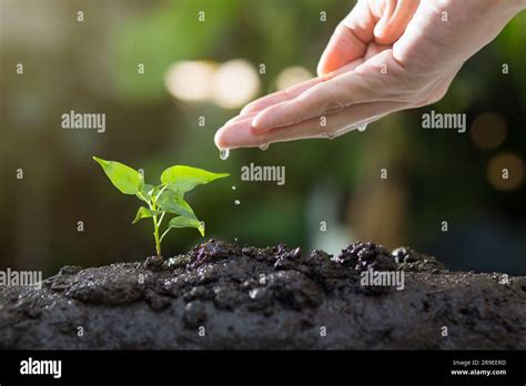 Selenite as a Nurturing Agent for Plants: