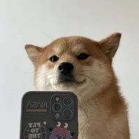 Selfiedog Coin Price: A Deep Dive