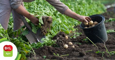 Senhor Batata: Guia Completo Para o Maior Cultivo do Brasil