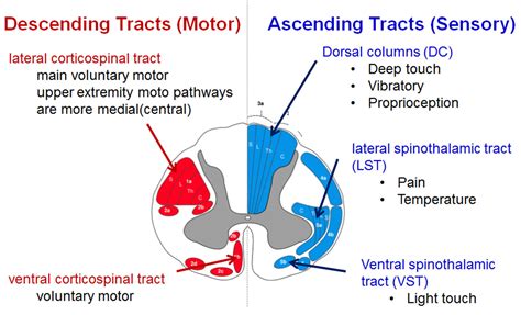 Sensory Mechanisms of the Spinal Cord, Vol. 2 Ascending Sensory Tracts and their Descending Control Kindle Editon