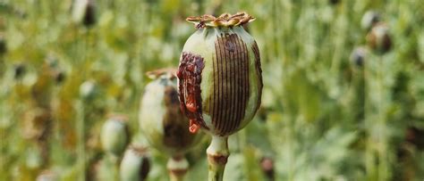 Sensual Poppy: A Comprehensive Guide to Its Benefits, Uses, and Cultivation