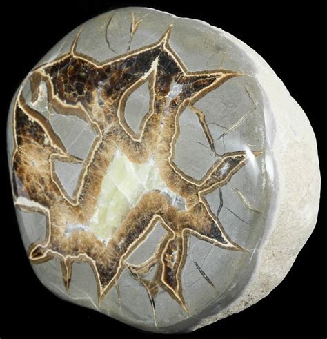 Septarian Nodule for Sale: A Unique and Beautiful Natural Treasure