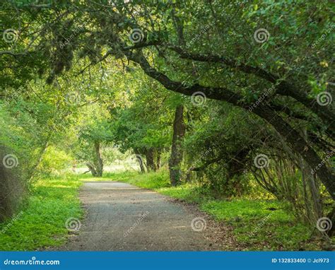 Serene Walking Trails: