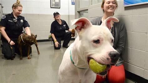 Services Offered by the Mecklenburg Animal Shelter