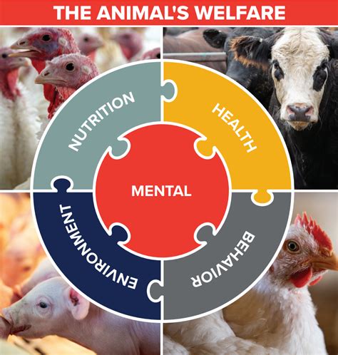 Services We Offer: A Comprehensive Approach to Animal Welfare