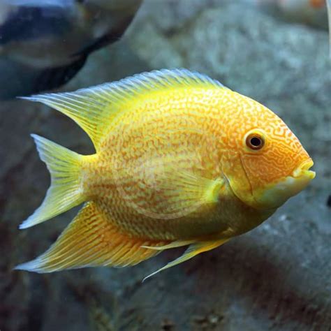 Severum: