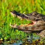 Sewer Alligators: A Comprehensive Guide to Their Hidden Habitats