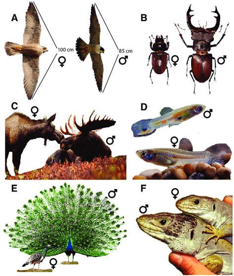 Sexual Dimorphism: