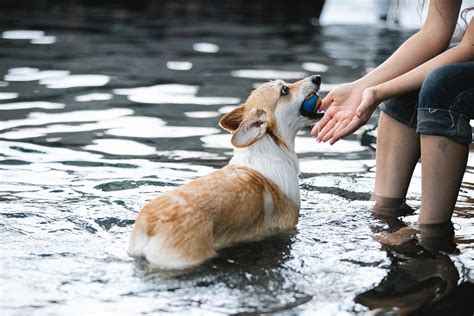 SexyFlash: The Revolutionary Dog Training Method That's Changing Lives