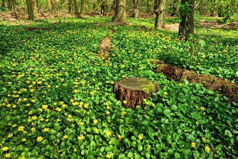 Shade Ground Cover: Solutions for Darker Areas