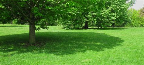 Shade of the Tree Reader