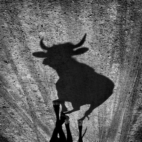 Shadow of a Bull