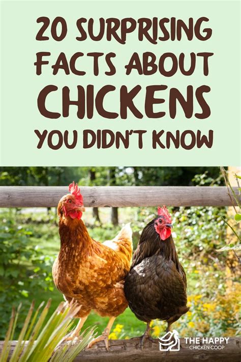 Shadowbeak Chickens: 14 Surprising Facts That Will Hatch Your Curiosity