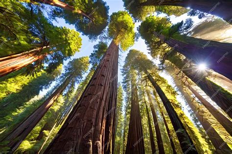 Shadows of the Redwood Reader