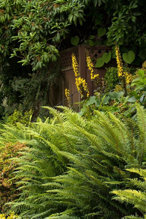 Shady Acers: Unlocking the Secrets of Shade Gardening