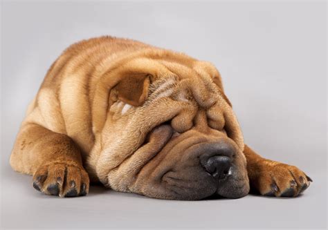 Shar Pei: The Ultimate Guide to Wrinkles and Unforgettable Charm