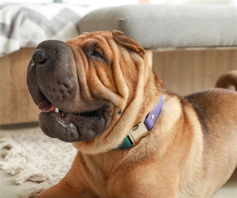 Shar Pei: Uncover the Wrinkled Charm