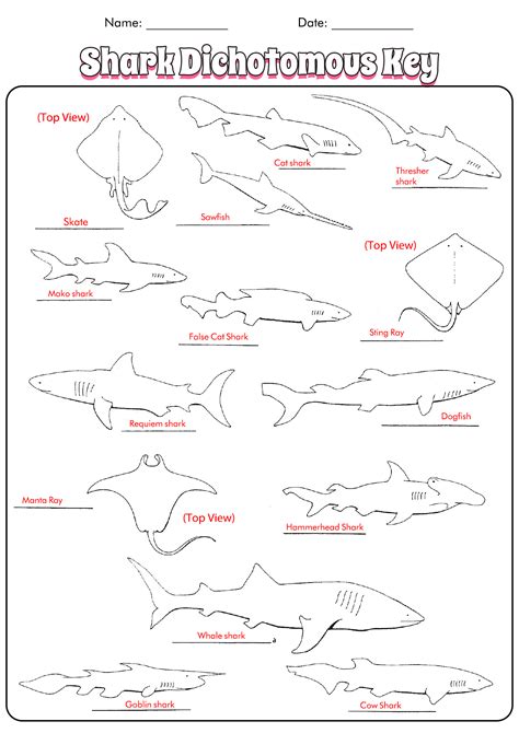 Shark Dichotomous Key Activity Answers Reader