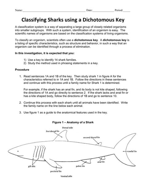 Shark Dichotomous Key Analysis Answers Epub