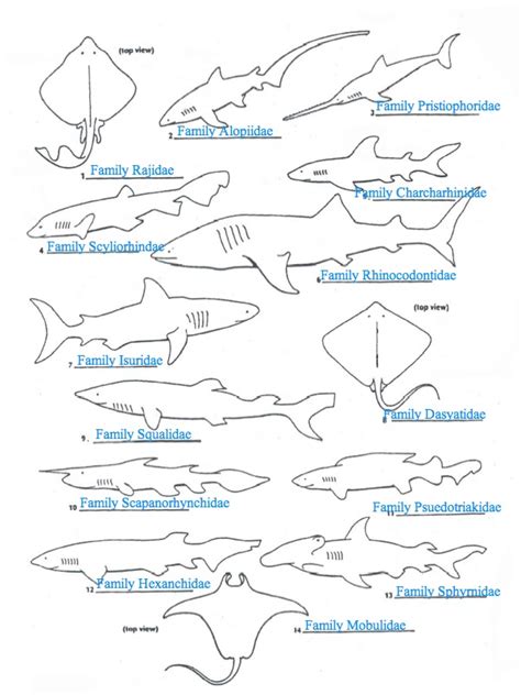 Shark Dichotomous Key Answers Doc