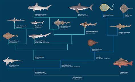 Shark Evolution Chart