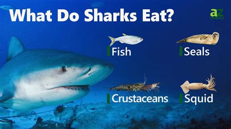 Shark Food: