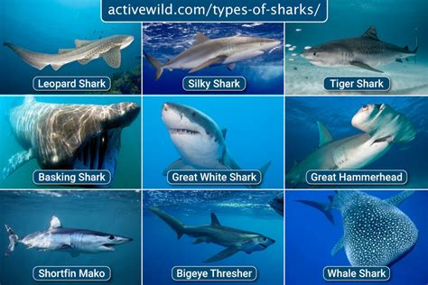 Sharks Pictures and Fun Facts About Different Shark Species