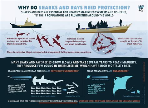 Sharks and Rays Protection Act