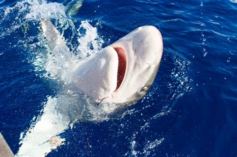 Sharks in the Water: The Looming Threat to Human Life