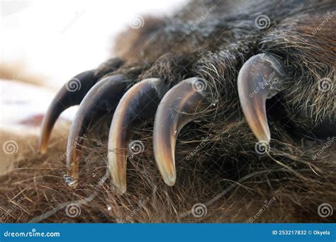 Sharp claws: