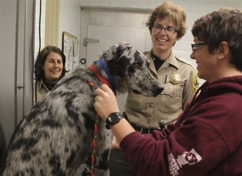 Shasta County Haven Humane: A Haven for Animals in Need