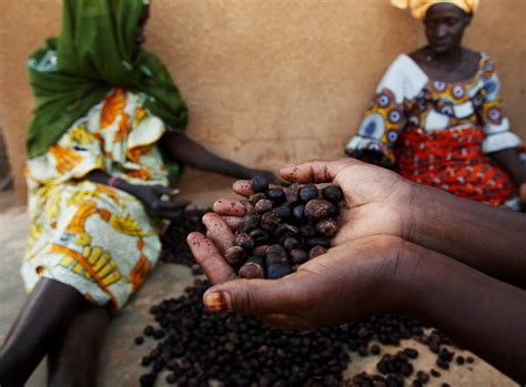 Shea Ari: The Versatile Wonder Nut of West Africa