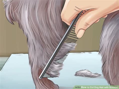 Shears for Cutting Dog Hair: A Comprehensive Guide