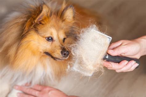 Shedding Shirt for Dogs: A Comprehensive Guide to Keeping Your Furry Friend Clean and Comfortable