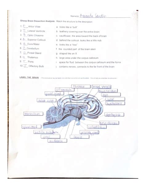 Sheep Brain Dissection Answer Key Kindle Editon