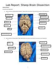 Sheep Brain Dissection Lab Report Answers PDF