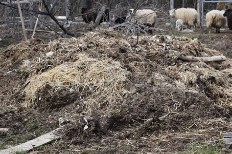 Sheep Dung Compost Machine: 3 Simple Steps to Convert Waste into Gold