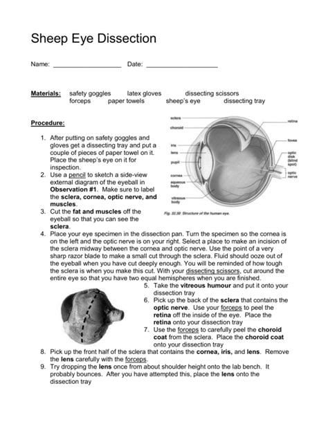 Sheep Eye Dissection Lab Answers Kindle Editon