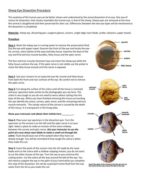 Sheep Eye Dissection Procedures Answers Kindle Editon