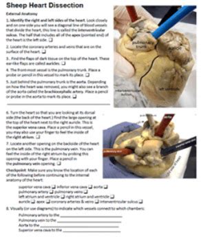 Sheep Heart Dissection Answer Key Reader