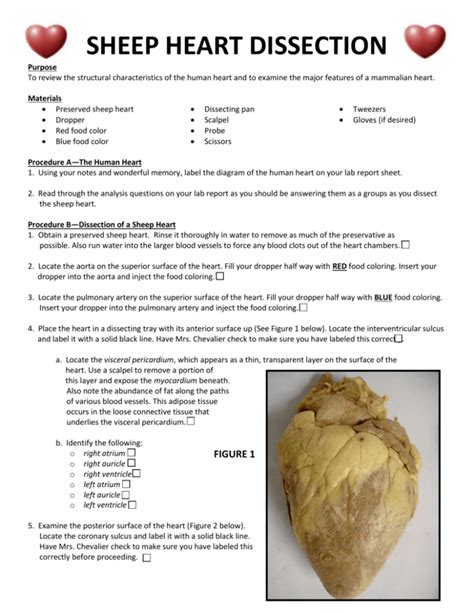 Sheep Heart Dissection Lab Anatomy And Physiology Answers Doc