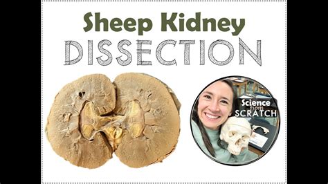 Sheep Kidney Dissection Answers PDF